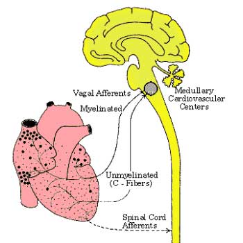 الشكل على اليمين (أصفر) يمثل المخ ويخرج منه إلى أسفل الحبل الشوكي، والشكل على اليسار (أحمر) يمثل القلب ونلاحظ أن هناك توصيلات (حبال) عصبية بين الاثنين. الدائرة السوداء فى أسفل المخ وأعالي الحبل الشوكي هي المركز القلبي الوعائي لموافقة شغل القلب مع الظروف الخارجية. فالتوصيلات بين الجهاز العصبى (الأصفر) والقلب (الأحمر) هي المسماة بـ: حبل الوريد (والله أعلم)